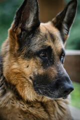 hangdog look, German shepherd dog 