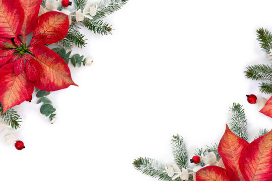 Christmas decoration. Flower of red orange poinsettia, branch christmas tree, berries mistletoe, red berries on a white background with space for text. Top view, flat lay