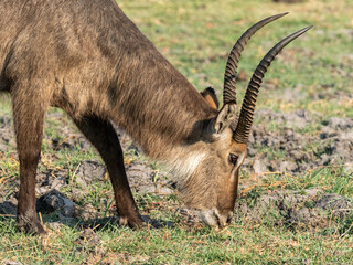 Kudu