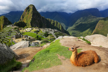 Llama resting at Machu Picchu overlook in Peru