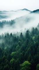 Fototapeta premium A top view of a forest with a white fog rolling over the treetops.
