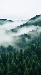 A high angle shot of a forest with a white fog covering