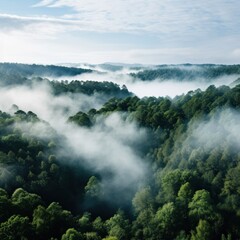 Obraz premium An aerial shot of a dense forest with a white fog