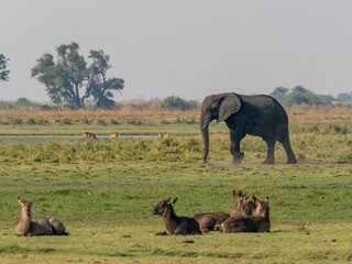 Elefant