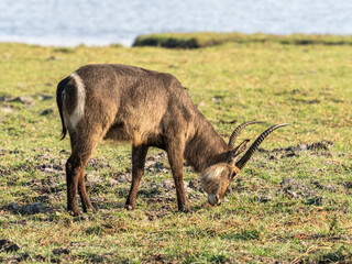 Kudu