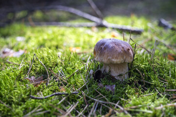 Poszukiwany jesienną przez grzybiarzy w lasach smaczny prawdziwek - obrazy, fototapety, plakaty