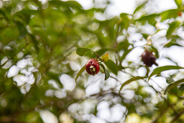 Ripe Eugenia involucrata, an exotic cherry spice commonly found in South America, especially in Brazil. Wild cherry or 