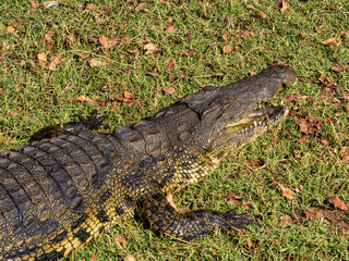 Krokodil