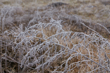 Winter Dawn's Frozen Beauty