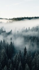 A top view of a forest with a white fog rolling over the treetops.