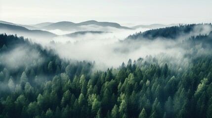 A high angle shot of a forest with a white fog covering
