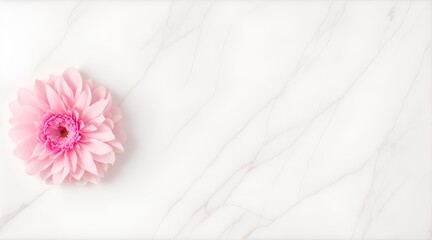 pink gypsum flowers on white marble background.