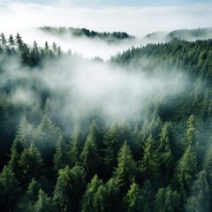 Fototapeta premium An aerial shot of a dense forest with a white fog