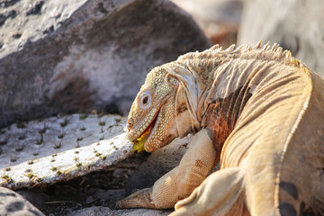 Barrington land iguana on Santa Fe Island, Galapagos National Park, Ecuador