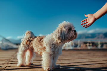 Shitzu dog on pier sniffs child hand