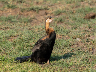 Schlangenhalsvogel