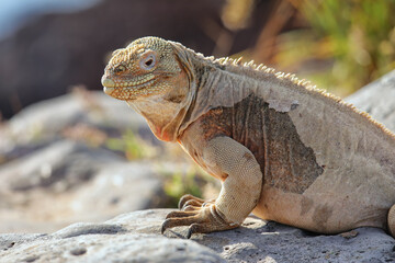 Fototapeta premium Barrington land iguana on Santa Fe Island, Galapagos National Park, Ecuador