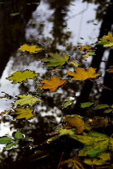 Yellow and green maple leaves in a puddle. Vertical photo of leaves falling from a tree in a park in the water after rain