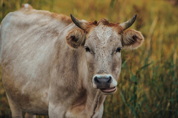 Portrait of cow on meadow at summer