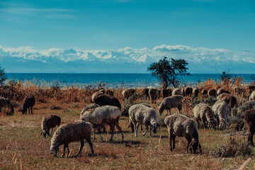 Sheep grazing on shore of Issyk-Kul lake in autumn, Kyrgyzstan