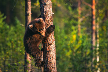bear cub on a tree © Artem