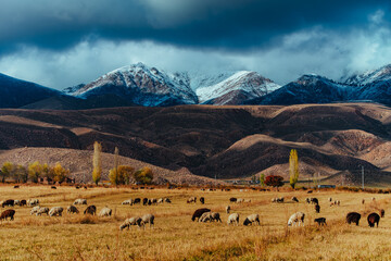 Sheep grazing in the mountains in autumn, Kyrgyzstan