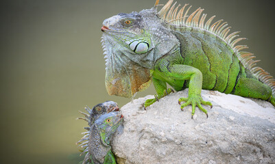 Green Iguana Family