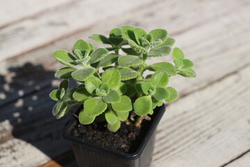 mięta domowa oregano kubańskie Plectranthus montanus © Perovskia