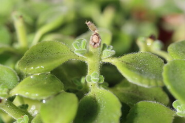 mięta domowa oregano kubańskie Plectranthus montanus © Perovskia