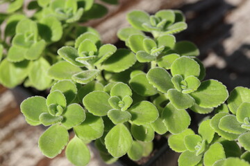 mięta domowa oregano kubańskie Plectranthus montanus © Perovskia