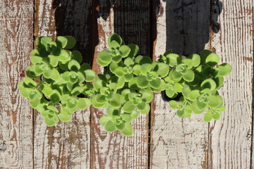 mięta domowa oregano kubańskie Plectranthus montanus