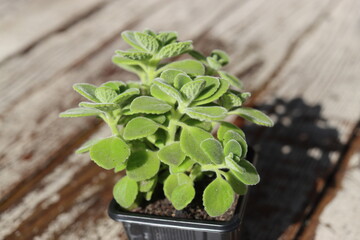 mięta domowa oregano kubańskie Plectranthus montanus © Perovskia