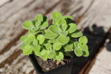 mięta domowa oregano kubańskie Plectranthus montanus © Perovskia