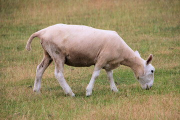 Obraz na płótnie Canvas A Sheep in the meadow