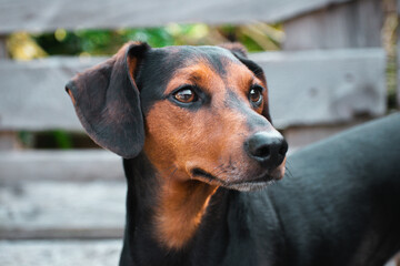 Adorable dachshund looking away outside in the garden
