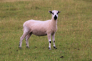 Naklejka premium A Sheep in the meadow