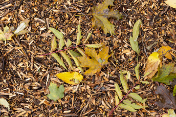 Yellow leaves on the ground