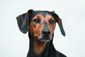 Adorable dashhound dog with white background isolated
