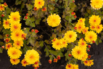 Yellow chrysanthemum flowers in the garden