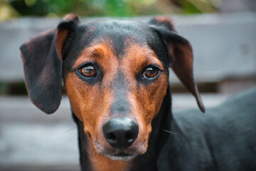 Adorable Dachshund looking away while outside in the garden