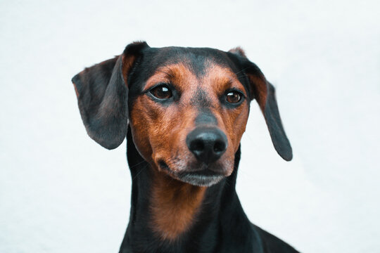 Adorable dashhound dog with white background isolated