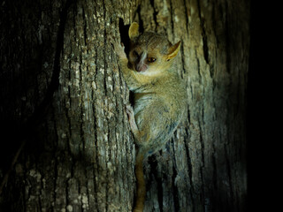 Grey Mouse Lemur - Microcebus murinus also Gray or Lesser mouse lemur, night lemur on the tree, dark black Kirindy Forest, endemic animal in Madagascar, small mammal with big eyes on the tree trunk - obrazy, fototapety, plakaty