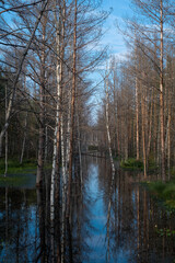 Nordic Serenity: Estonian Flooded Forest Reflection