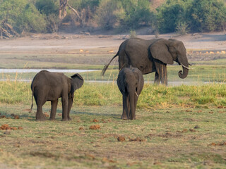 Fototapeta premium Elefant