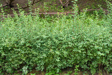 Green Hedge Texture Background, Leaves Wallpaper, Foliage Pattern, Green Plant Wall Mockup