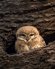 spotted owlet or Athene brama closeup or portrait with eye contact in nest or hollow in tree during safari in winter season at keoladeo ghana national park or bharatpur bird sanctuary rajasthan india