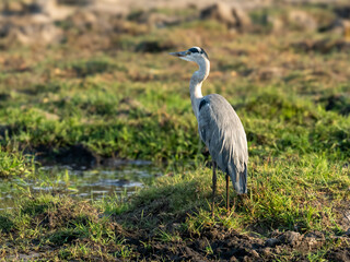 Reiher