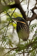 Black bittern or Ixobrychus flavicollis closeup or portrait during winter migration season at keoladeo national park bharatpur bird sanctuary rajasthan india asia