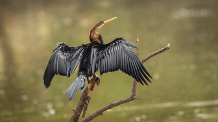 Oriental darter or Indian darter or Anhinga melanogaster back profile basking or sunning full wingspan in natural green background at keoladeo national park bharatpur bird sanctuary rajasthan india
