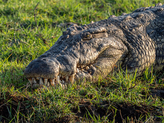 Krokodil